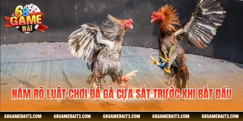 Nắm rõ luật chơi đá gà cựa sắt trước khi bắt đầu
